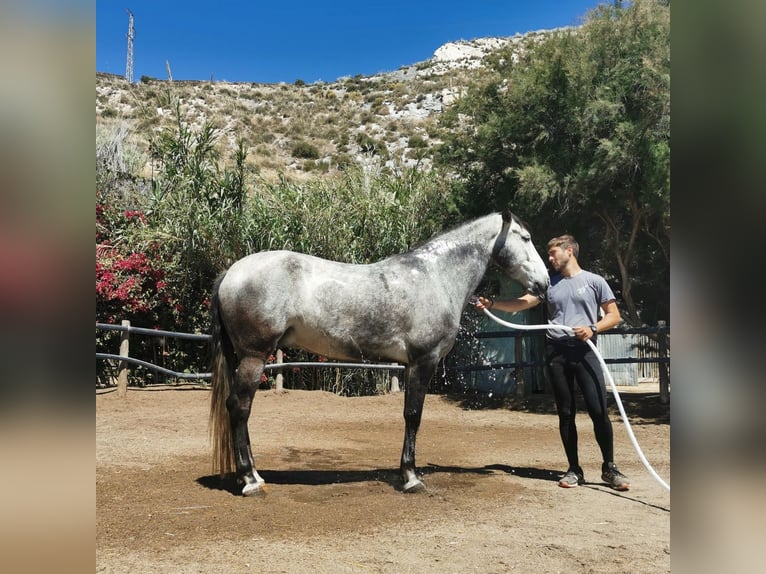 Andaluces Caballo castrado 5 años 159 cm Tordo in Adra Almeria