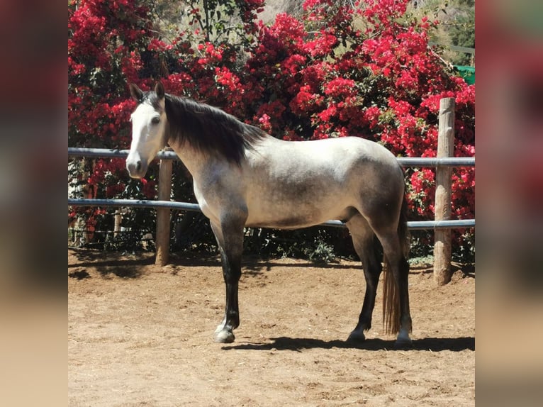 Andaluces Caballo castrado 5 años 159 cm Tordo in Adra Almeria