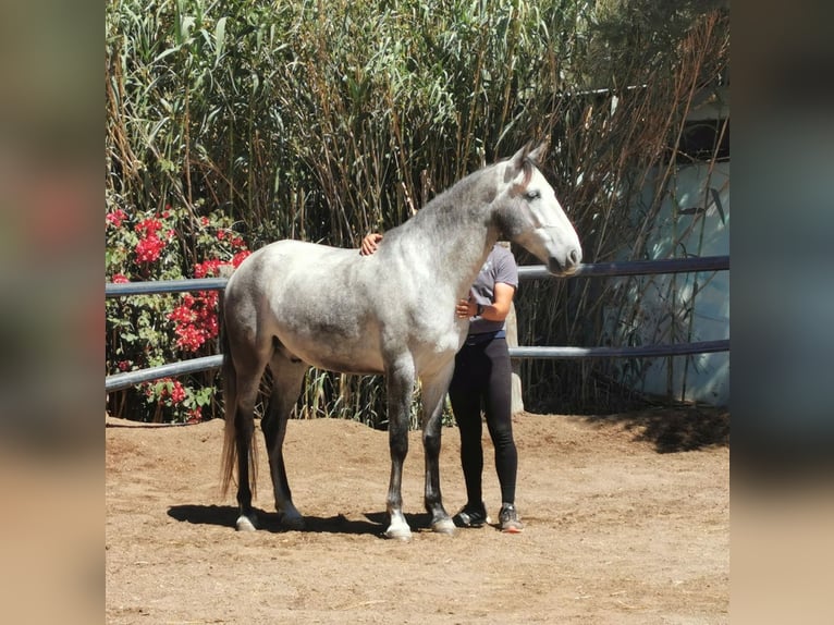 Andaluces Caballo castrado 5 años 159 cm Tordo in Adra Almeria