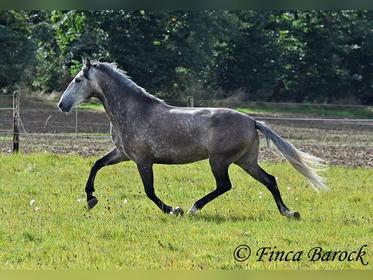 Andaluces Caballo castrado 5 años 159 cm Tordo in Wiebelsheim