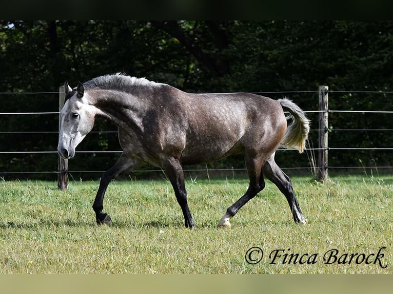 Andaluces Caballo castrado 5 años 159 cm Tordo in Wiebelsheim