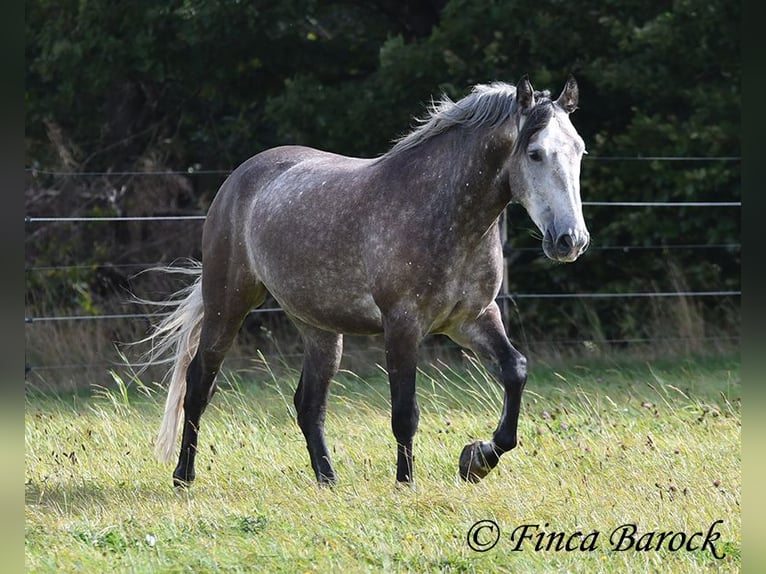 Andaluces Caballo castrado 5 años 159 cm Tordo in Wiebelsheim