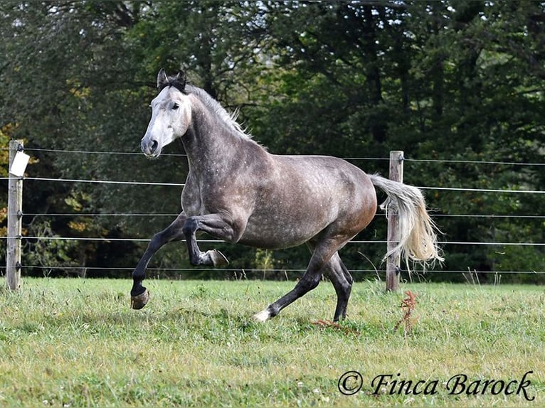 Andaluces Caballo castrado 5 años 159 cm Tordo in Wiebelsheim