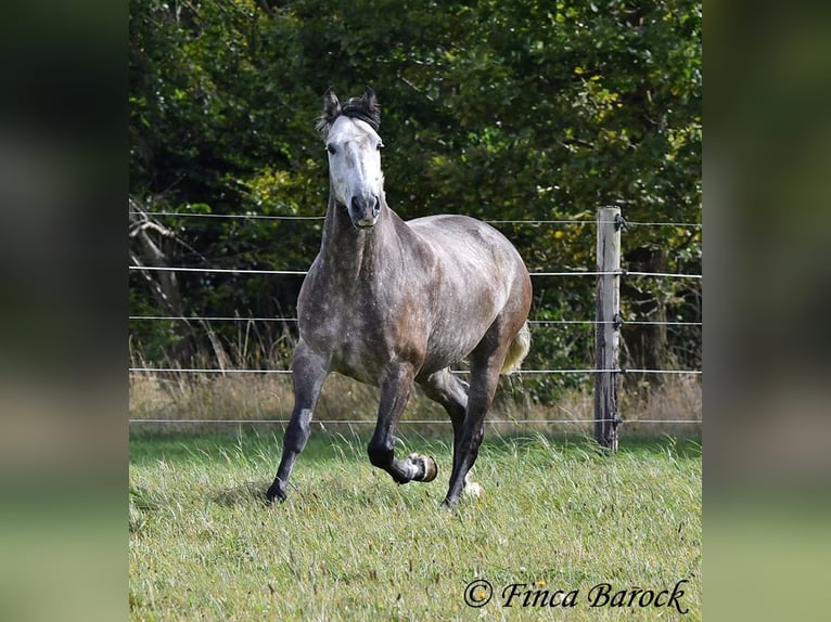 Andaluces Caballo castrado 5 años 159 cm Tordo in Wiebelsheim