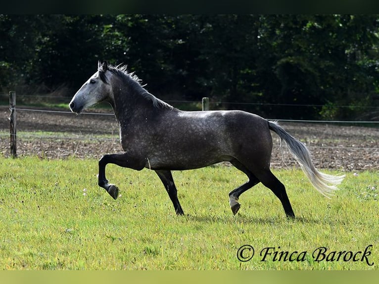 Andaluces Caballo castrado 5 años 159 cm Tordo in Wiebelsheim