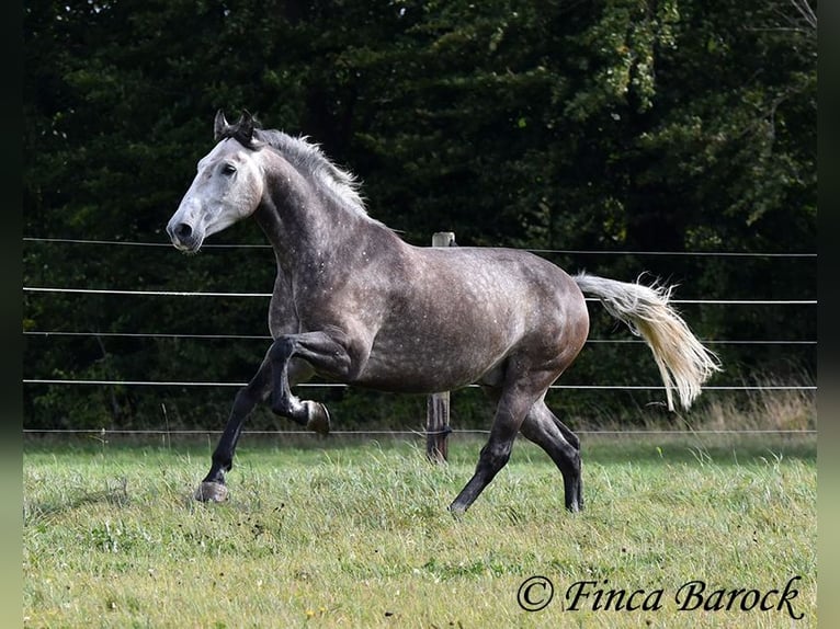 Andaluces Caballo castrado 5 años 159 cm Tordo in Wiebelsheim