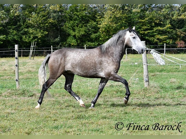 Andaluces Caballo castrado 5 años 159 cm Tordo in Wiebelsheim