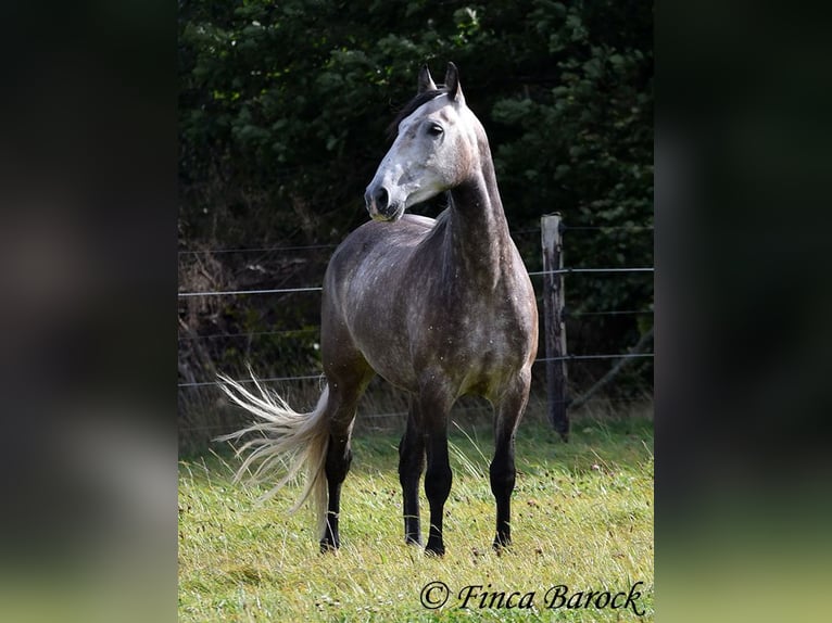 Andaluces Caballo castrado 5 años 159 cm Tordo in Wiebelsheim