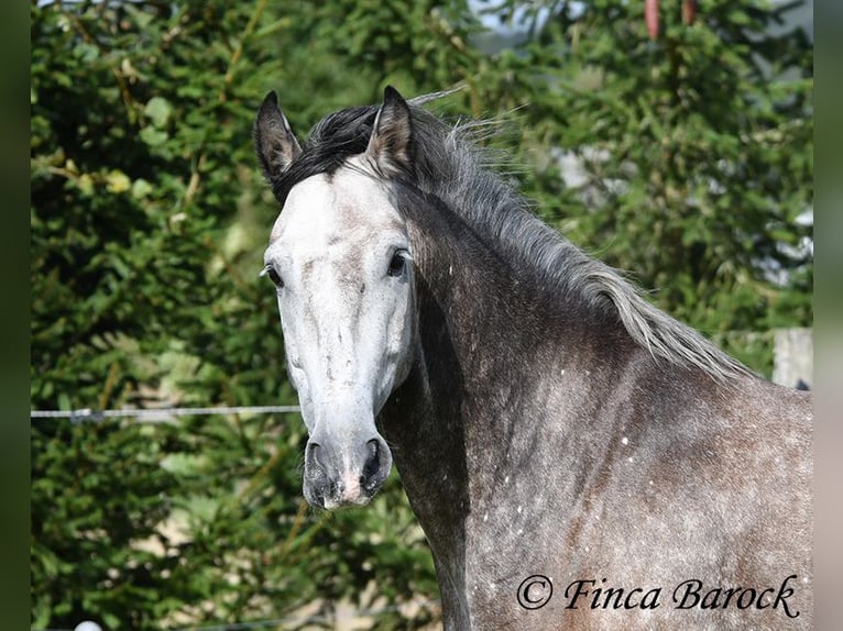 Andaluces Caballo castrado 5 años 159 cm Tordo in Wiebelsheim