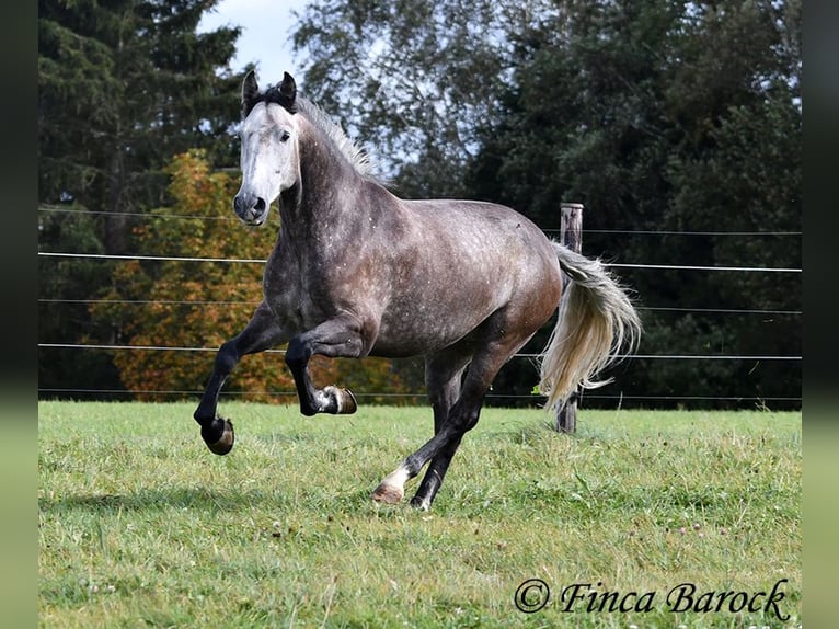 Andaluces Caballo castrado 5 años 159 cm Tordo in Wiebelsheim