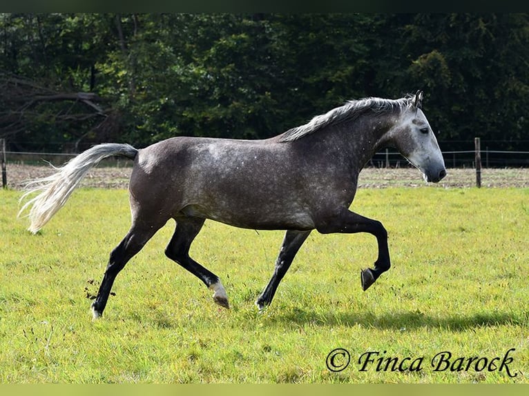 Andaluces Caballo castrado 5 años 159 cm Tordo in Wiebelsheim