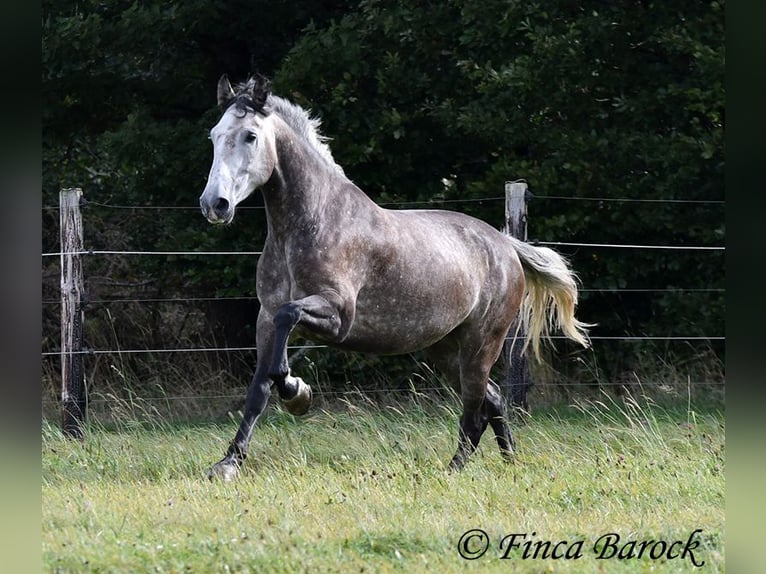 Andaluces Caballo castrado 5 años 159 cm Tordo in Wiebelsheim