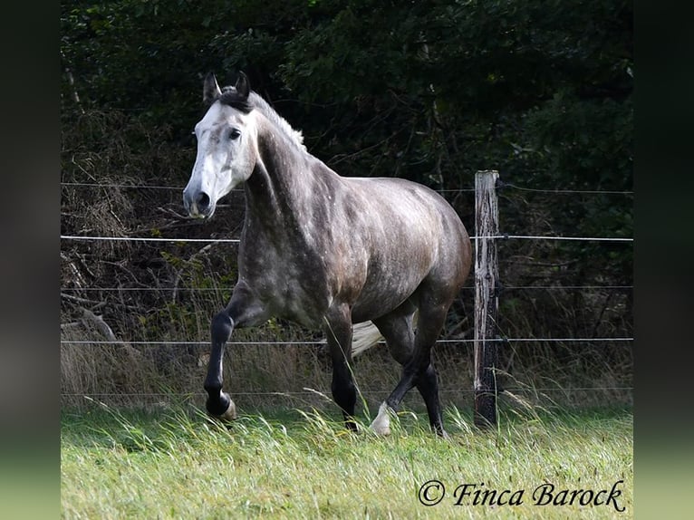 Andaluces Caballo castrado 5 años 159 cm Tordo in Wiebelsheim