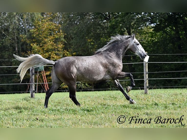 Andaluces Caballo castrado 5 años 159 cm Tordo in Wiebelsheim