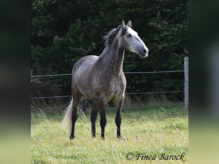 Andaluces Caballo castrado 5 años 159 cm Tordo in Wiebelsheim