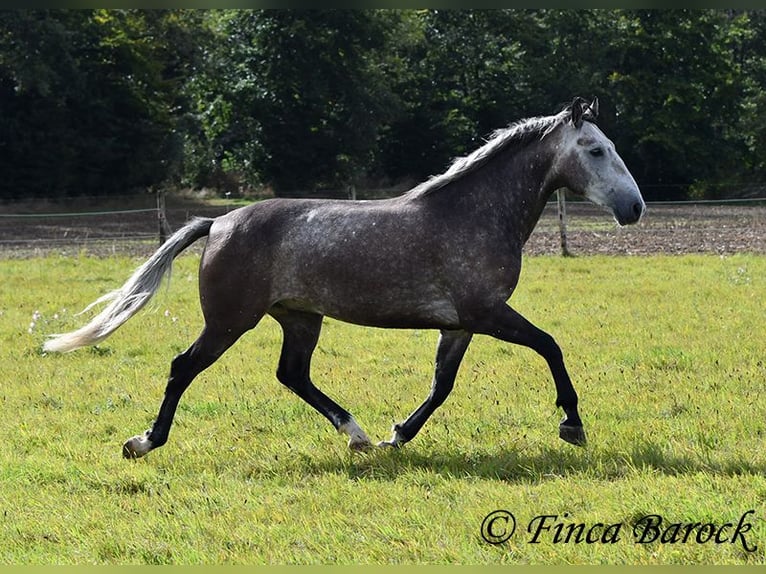 Andaluces Caballo castrado 5 años 159 cm Tordo in Wiebelsheim