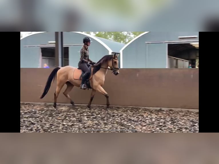 Andaluces Mestizo Caballo castrado 5 años 160 cm Bayo in Den Haag