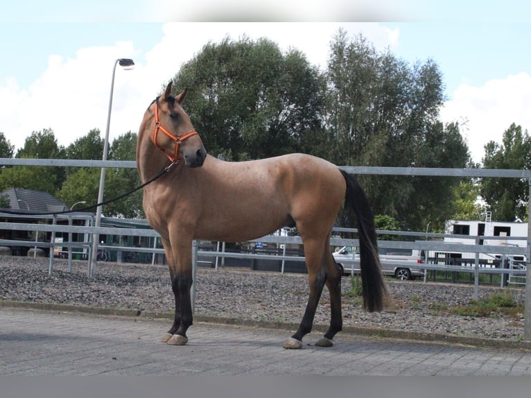 Andaluces Mestizo Caballo castrado 5 años 160 cm Bayo in Den Haag