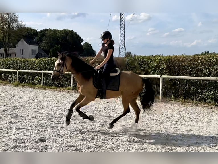 Andaluces Caballo castrado 5 años 160 cm Bayo in Neustadt (Wied)