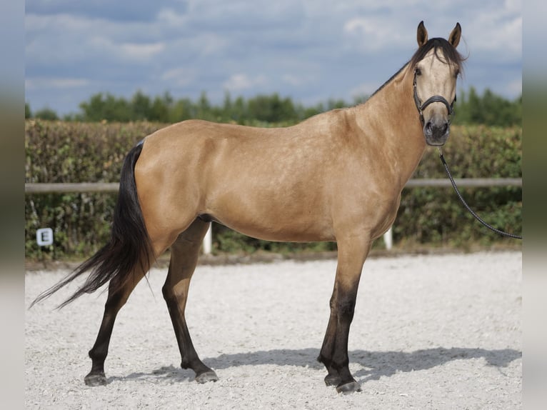 Andaluces Caballo castrado 5 años 160 cm Bayo in Neustadt (Wied)