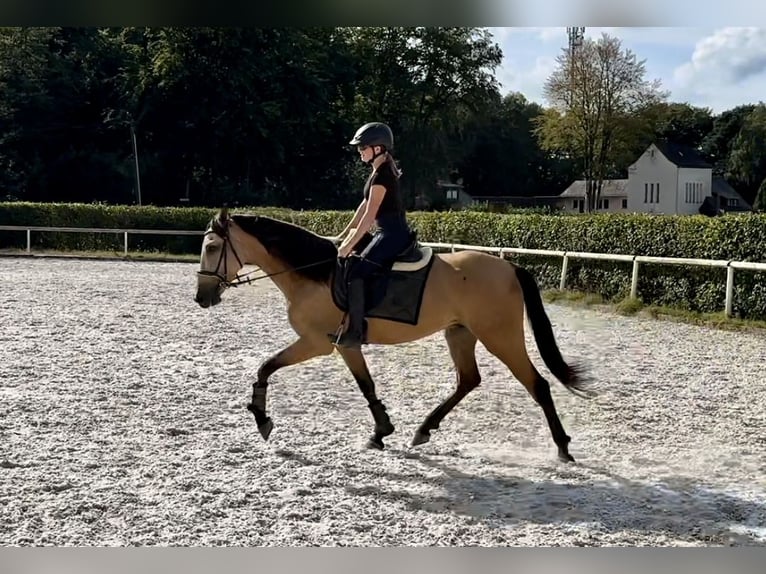 Andaluces Caballo castrado 5 años 160 cm Bayo in Neustadt (Wied)