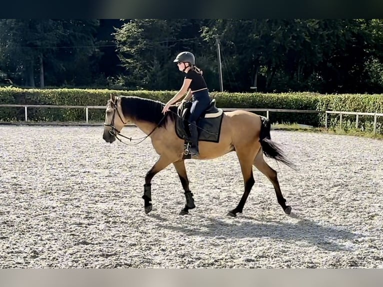 Andaluces Caballo castrado 5 años 160 cm Bayo in Neustadt (Wied)