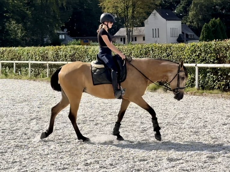 Andaluces Caballo castrado 5 años 160 cm Bayo in Neustadt (Wied)