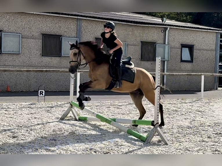 Andaluces Caballo castrado 5 años 160 cm Bayo in Neustadt (Wied)