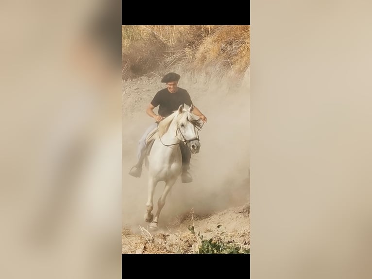 Andaluces Mestizo Caballo castrado 5 años 160 cm  in Adra