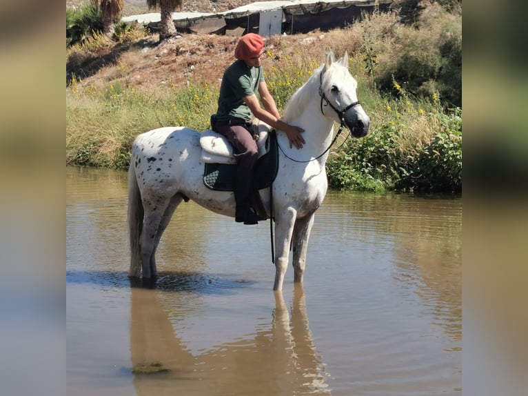 Andaluces Mestizo Caballo castrado 5 años 160 cm  in Adra