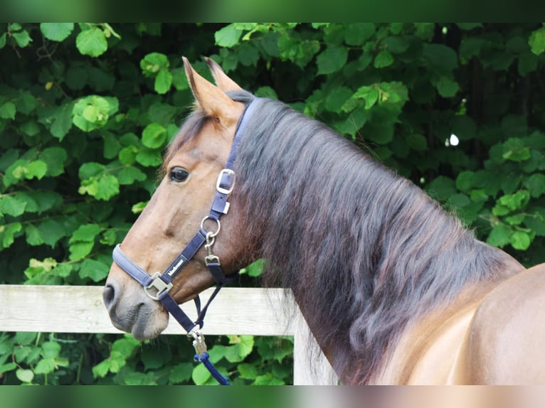 Andaluces Caballo castrado 5 años 160 cm Castaño in Sønderborg