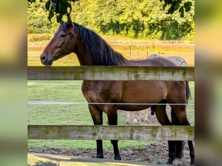 Andaluces Caballo castrado 5 años 160 cm Castaño in Sønderborg