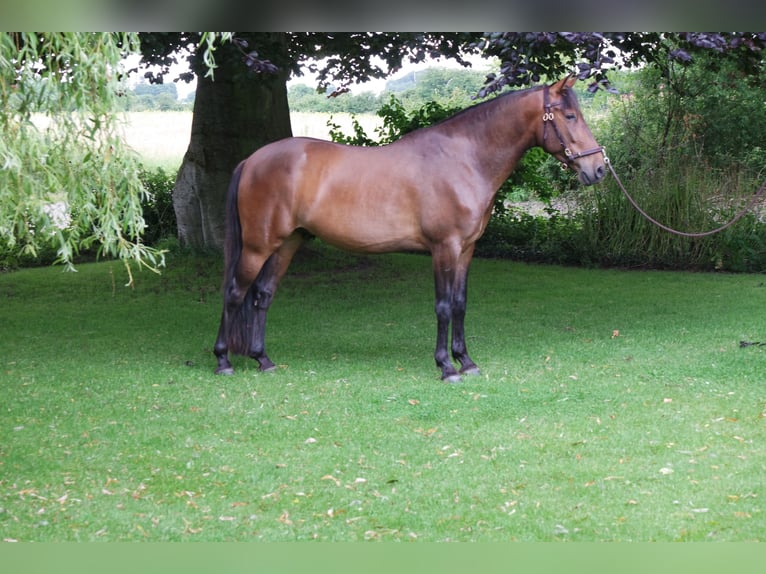 Andaluces Caballo castrado 5 años 160 cm Castaño in Sønderborg