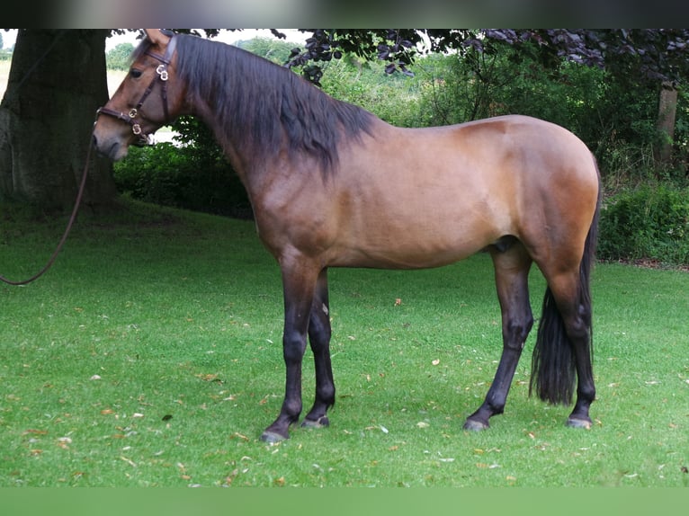 Andaluces Caballo castrado 5 años 160 cm Castaño in Sønderborg