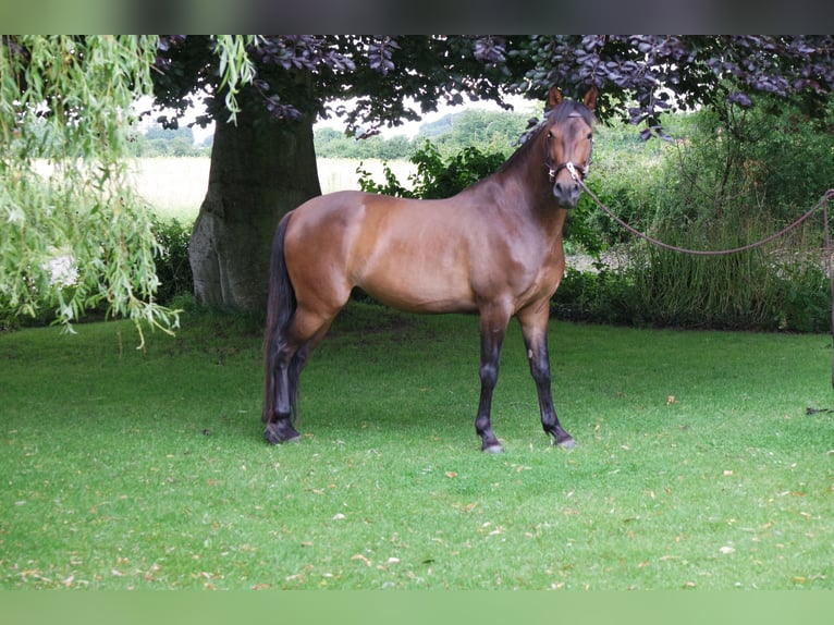 Andaluces Caballo castrado 5 años 160 cm Castaño in Sønderborg