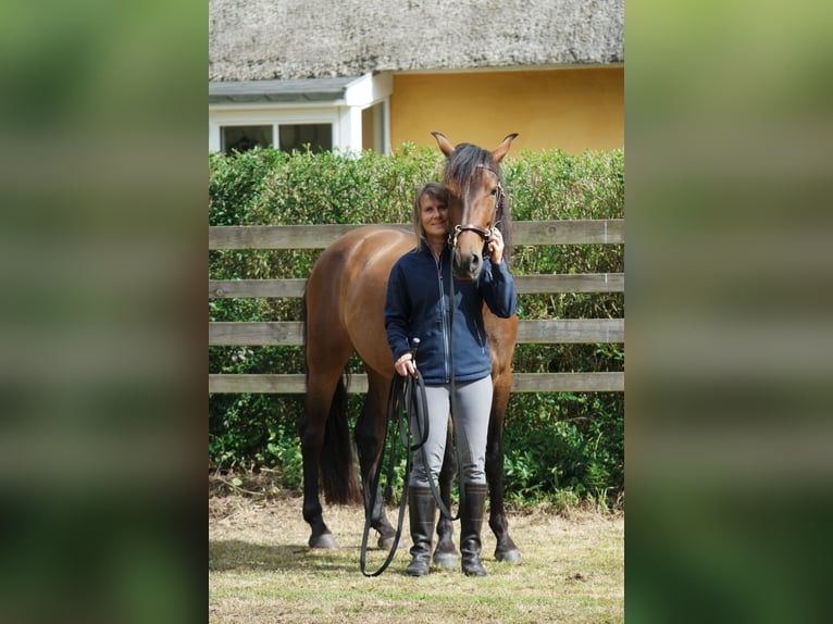 Andaluces Caballo castrado 5 años 160 cm Castaño in Sønderborg