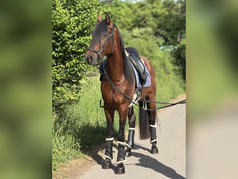 Andaluces Caballo castrado 5 años 160 cm Castaño in Saarbr&#xFC;cken