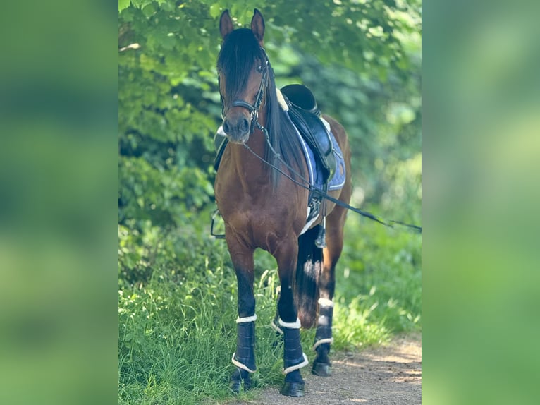 Andaluces Caballo castrado 5 años 160 cm Castaño in Saarbr&#xFC;cken