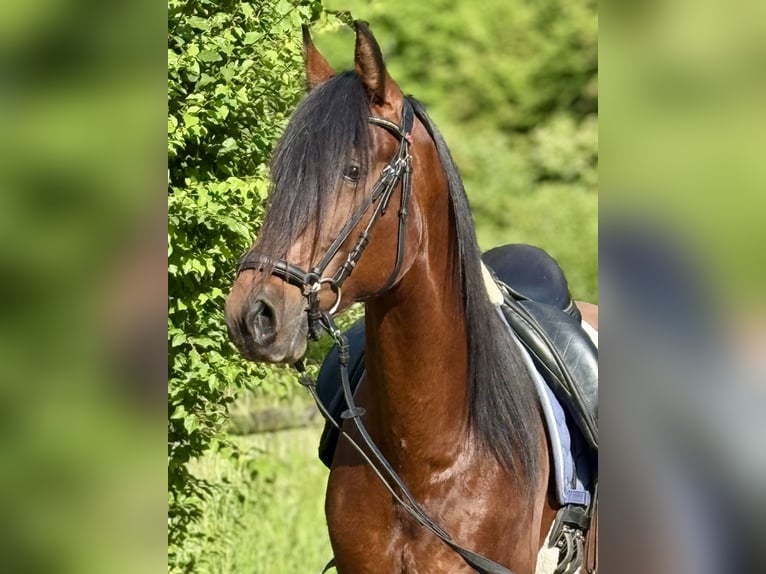Andaluces Caballo castrado 5 años 160 cm Castaño in Saarbr&#xFC;cken