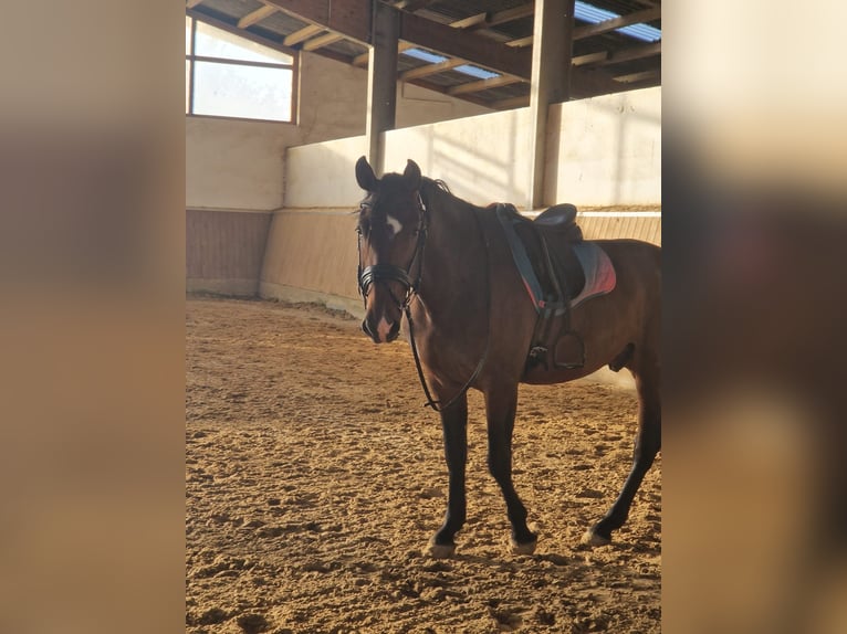 Andaluces Caballo castrado 5 años 160 cm Castaño oscuro in Bad Neuenahr-Ahrweiler