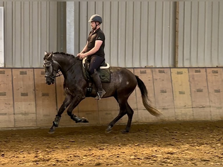 Andaluces Caballo castrado 5 años 160 cm Porcelana in Neustadt (Wied)