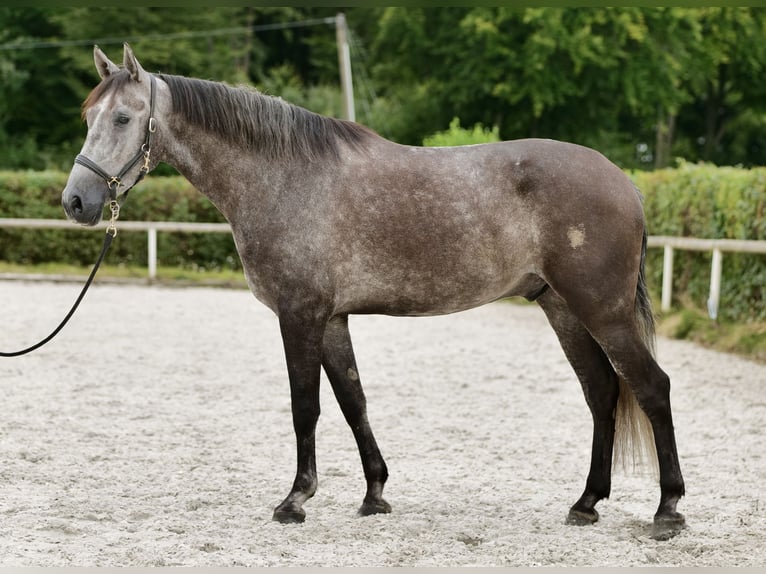 Andaluces Caballo castrado 5 años 160 cm Porcelana in Neustadt (Wied)