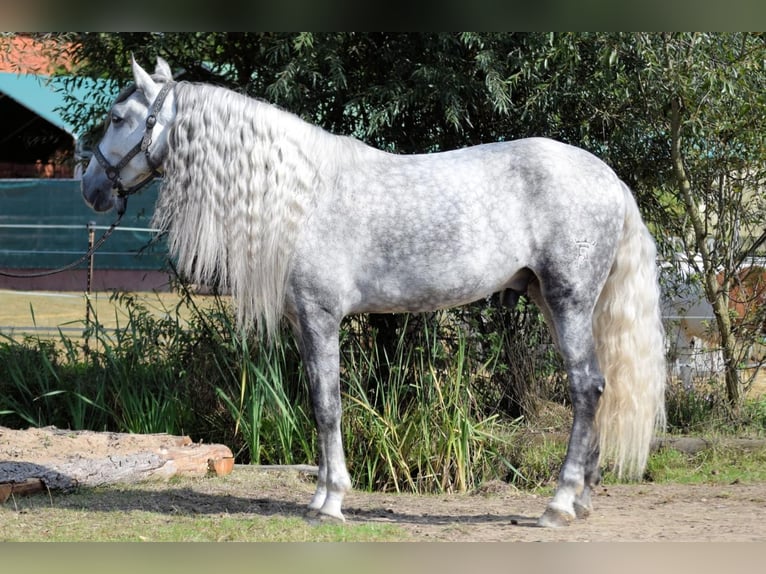 Andaluces Caballo castrado 5 años 160 cm Tordo in Stadthagen