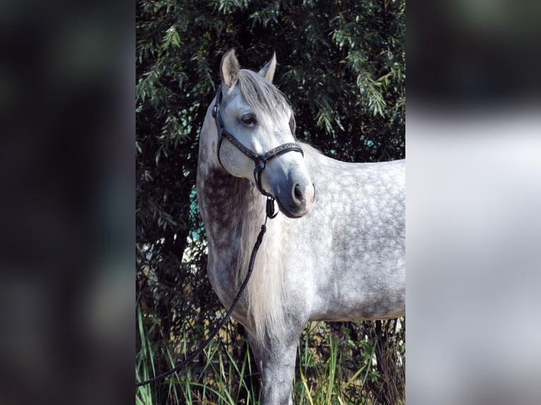 Andaluces Caballo castrado 5 años 160 cm Tordo in Stadthagen