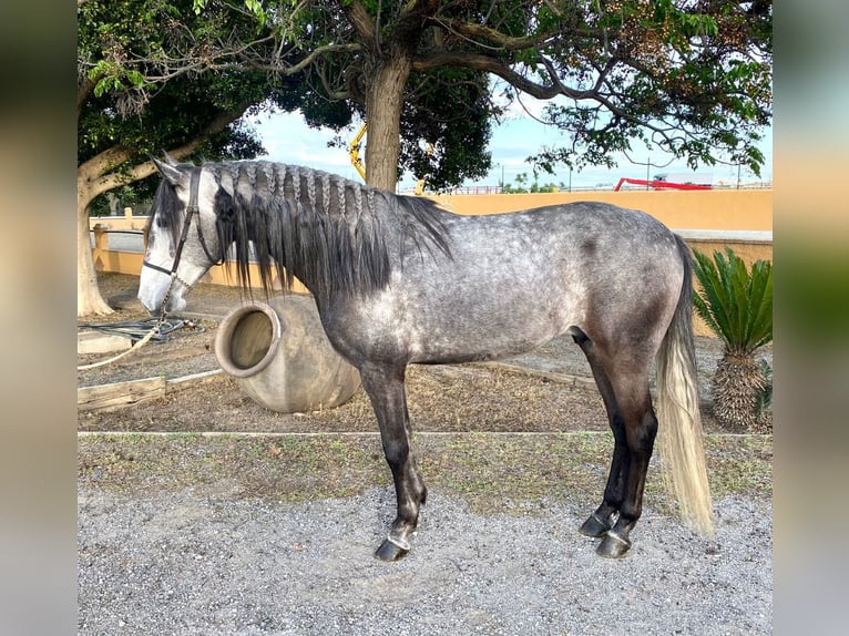 Andaluces Caballo castrado 5 años 160 cm Tordo rodado in Martfeld
