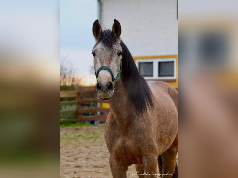 Andaluces Caballo castrado 5 años 160 cm Tordo ruano in Polenz