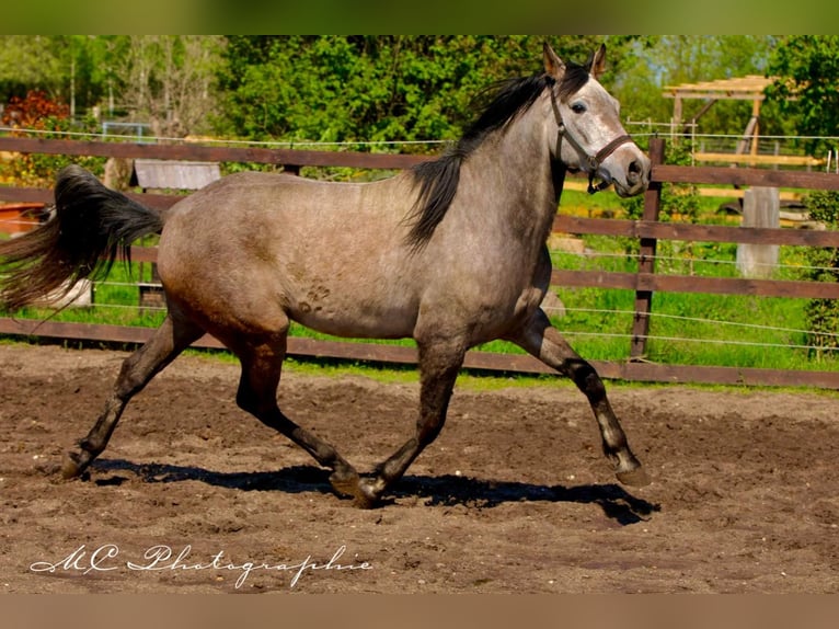 Andaluces Caballo castrado 5 años 160 cm Tordo ruano in Polenz