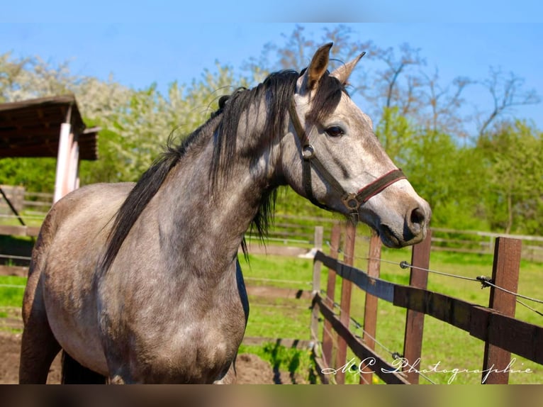 Andaluces Caballo castrado 5 años 160 cm Tordo ruano in Polenz