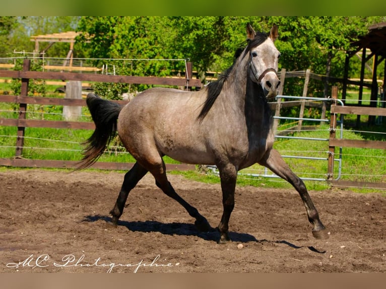 Andaluces Caballo castrado 5 años 160 cm Tordo ruano in Polenz