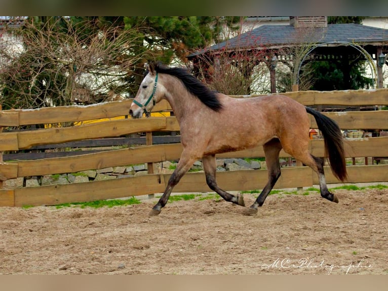 Andaluces Caballo castrado 5 años 160 cm Tordo ruano in Polenz